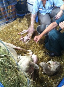 newborn lambs at the 'Miracle of Birth' tent