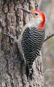 I believe the Red-bellied woodpecker was named by someone who was anatomically confused