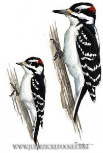 downy-hairy-woodpecker