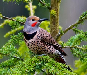 The harlequin Flicker is actually quite common in our woods