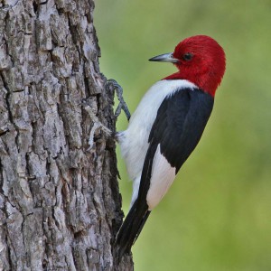 Sean and I almost strangled each other on an Eagle Run when Sean was convinced that a Red-headed woodpecker was a Pileated woodpecker.  The bickering only stopped when I could Google-prove it on my cell phone