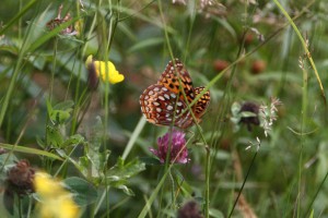 We think this is a Great Spangled Fritillary butterfly.  But mainly we just wanted to say that name.    