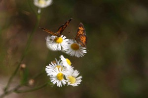 This butterflies were itty-bitty (the flowers they're on aren't much bigger than dimes).  