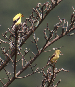 Ecology lesson #1: the males are always more colorful than the females (a striking example here with the goldfinches)