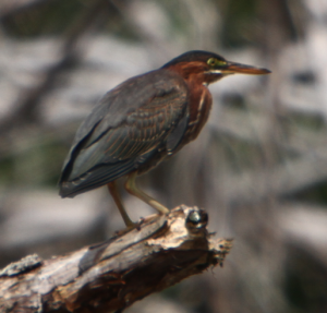 Aaron's notion of herons is based on the elongated Great blue heron that's common in DC.  The comparatively diminutive green heron blew Aaron's notion of herons out of the water. 