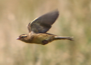 As seen above with the goldfinches, the female birds are much harder to identify than the brilliantly colored males.  We were utterly stumped by the female boblink and had to get a life line from expert naturalist Fred Nelson for this ID.