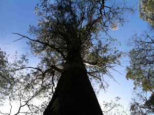 The mountain ash is the tallest flowering tree in the world