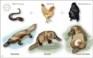 The platypus is the strangest mammal on the plant.