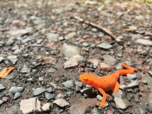 No race excursion is complete without a hike that includes newts!