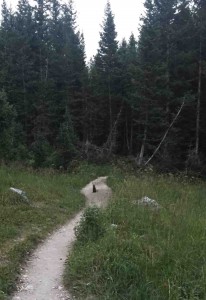 as dusk fell the animals started coming out (like this exceedingly friendly little red fox who began ambling towards us after this photo was snapped)