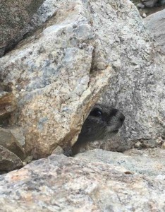 ...found one!....(we found 28 yellow-bellied marmots, including the rare melanistic black marmots only found in the tetons)