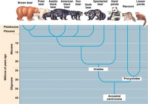 Evolutionary relationships of bears
