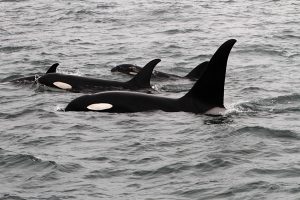 Super-soaked to glimpse these orcas