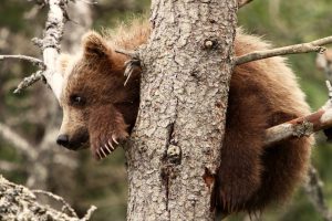 A tiny bear cub finds refuge in a tree