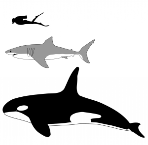 Killer whales are the largest predator of the sea, surpassing the great white shark and reaching up to 9 tons and 32 ft in length